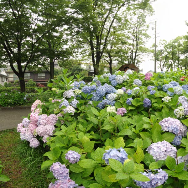 茶屋ヶ坂公園