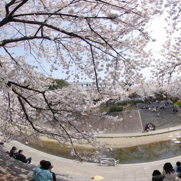 山崎川四季の道