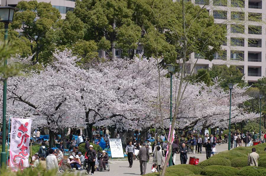 桜の季節は大にぎわい。