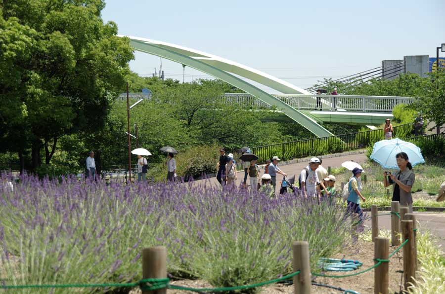 県内有数のラベンダー園