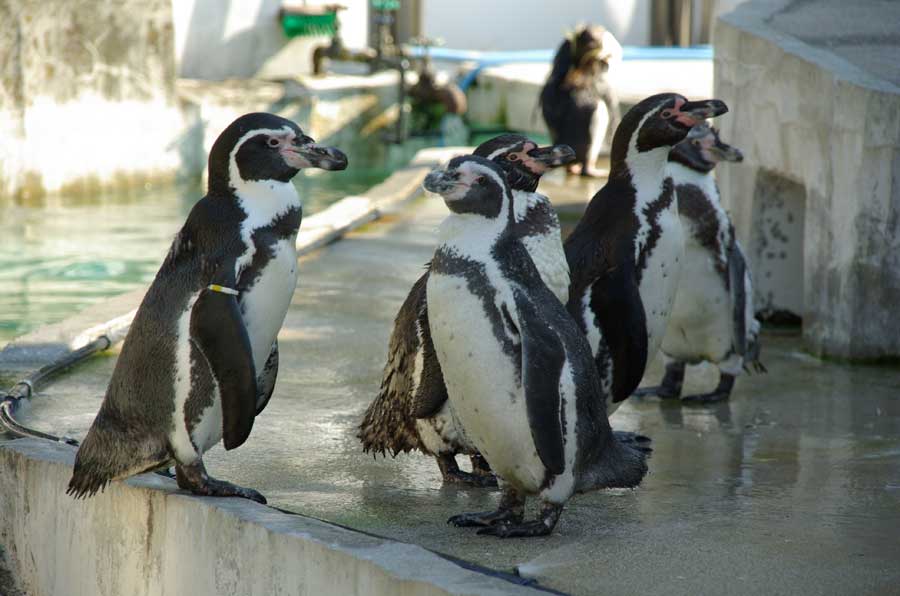 たくさん泳いだペンギン達が休憩しています。