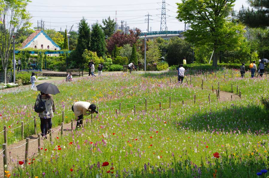 ワイルドフラワーの里は花いっぱい。