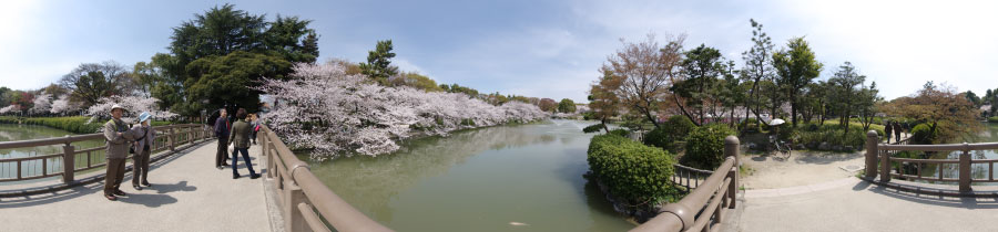 桜満開風情