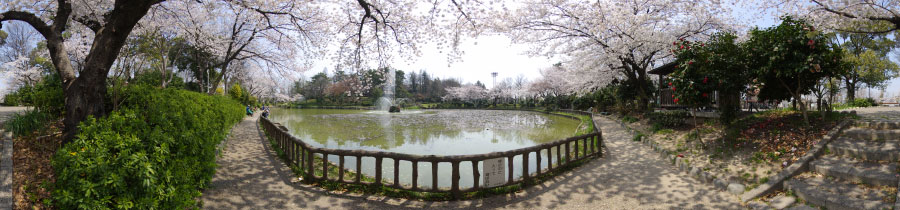 呼続公園の春