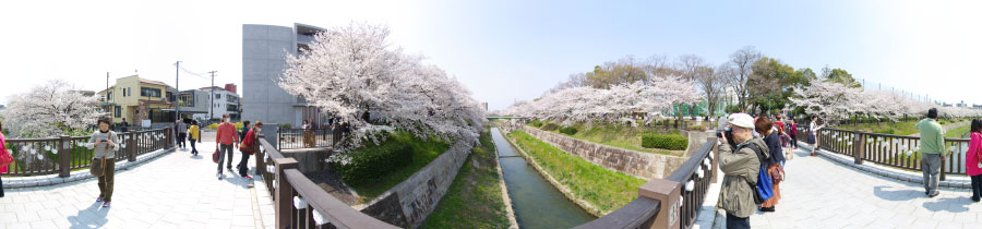 萩山橋花満開