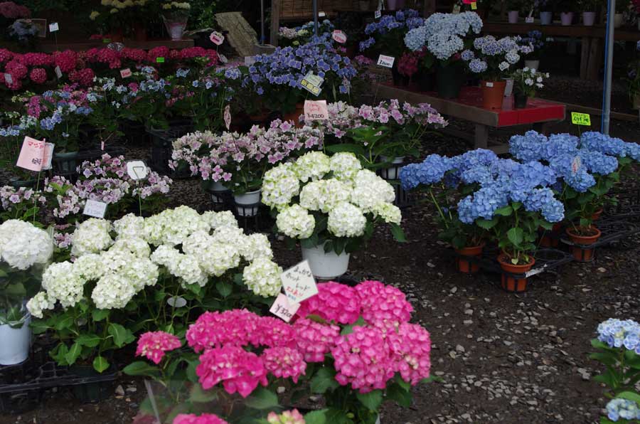 露店ではいろんな紫陽花が売られています