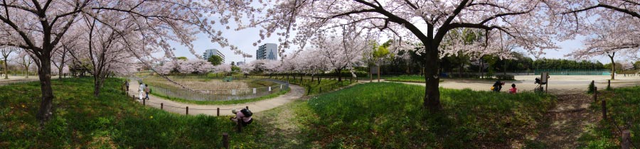 細口池花満開