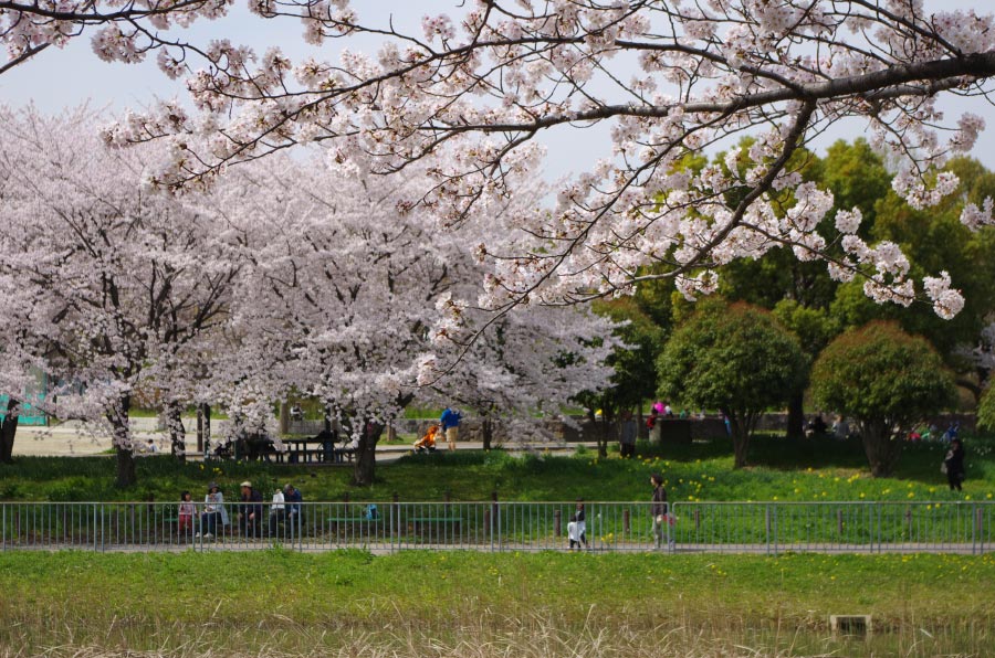 こちらも向こうも桜いっぱい